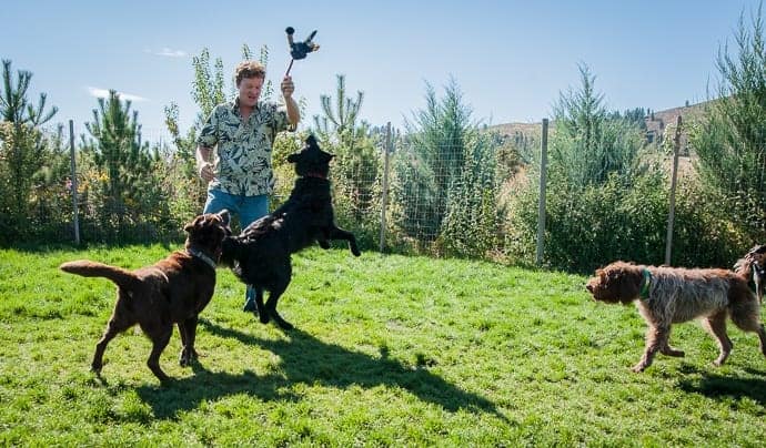playtime-with-dogs