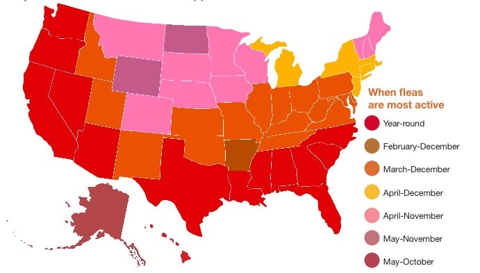 fleas-season-in-us