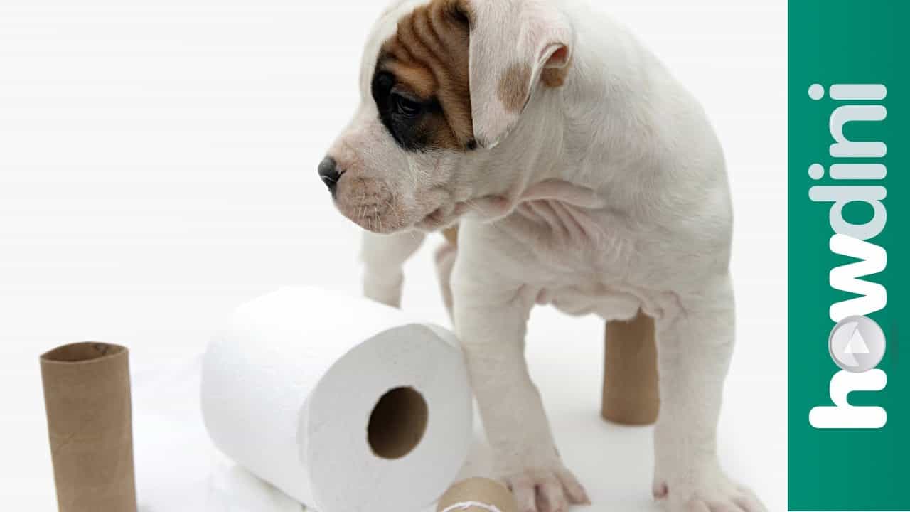 how to house your puppy how to potty a puppy how to house your cleverpuppytraining how to house your puppy how to potty a puppy how to house your cleverpuppytraining