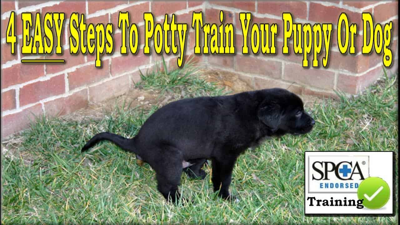 best way to house a yorkie puppy how does it take to housebreak a yorkie puppy house plan 2017 best way to house a yorkie puppy how does it take to housebreak a yorkie puppy house plan 2017