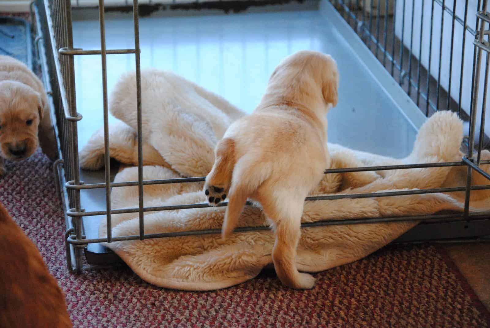 How to Crate Train A Puppy?