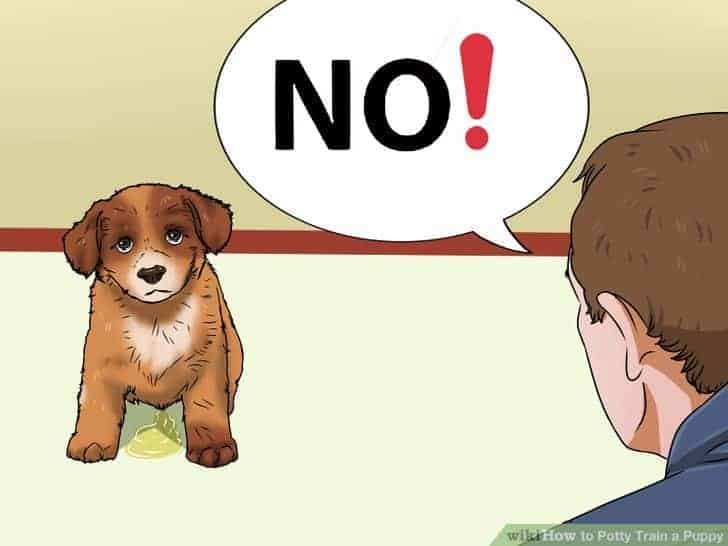 How to Potty Training Your Puppy in 3 Days?