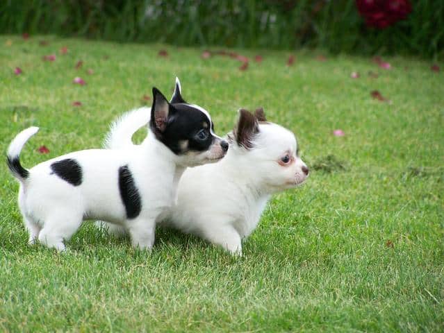 Simple Tips on How to Train a Chihuahua Puppy www