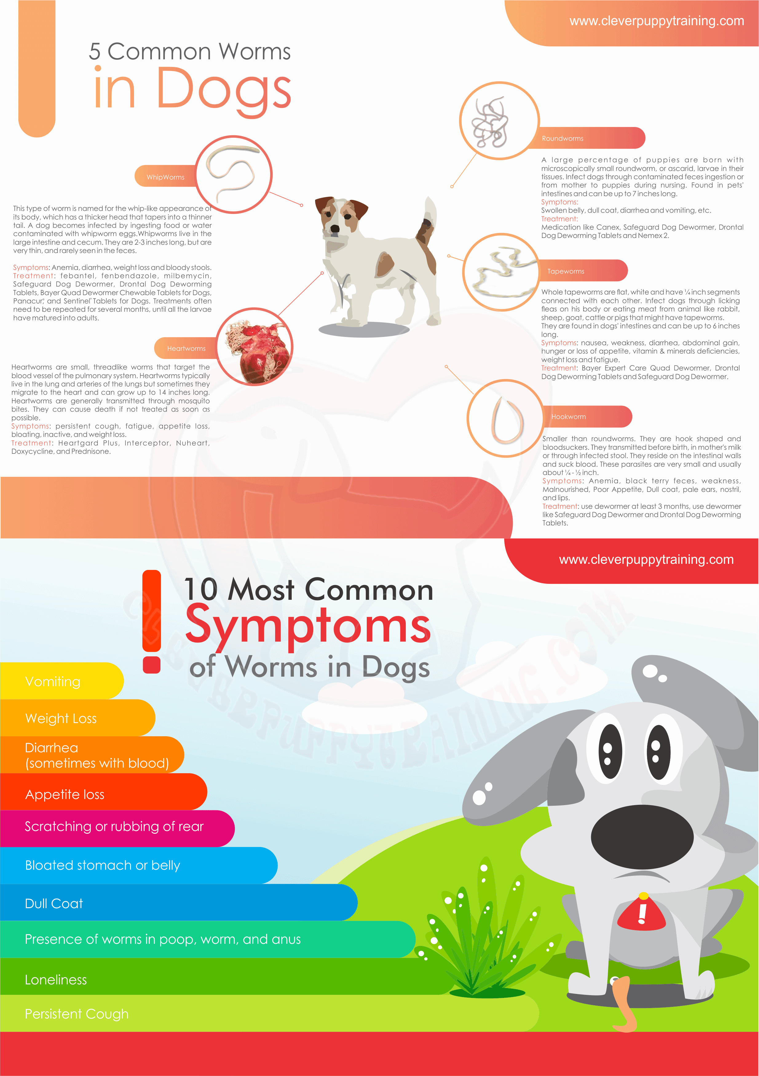 How to Tell if a Puppy has Worms? CleverPuppyTraining