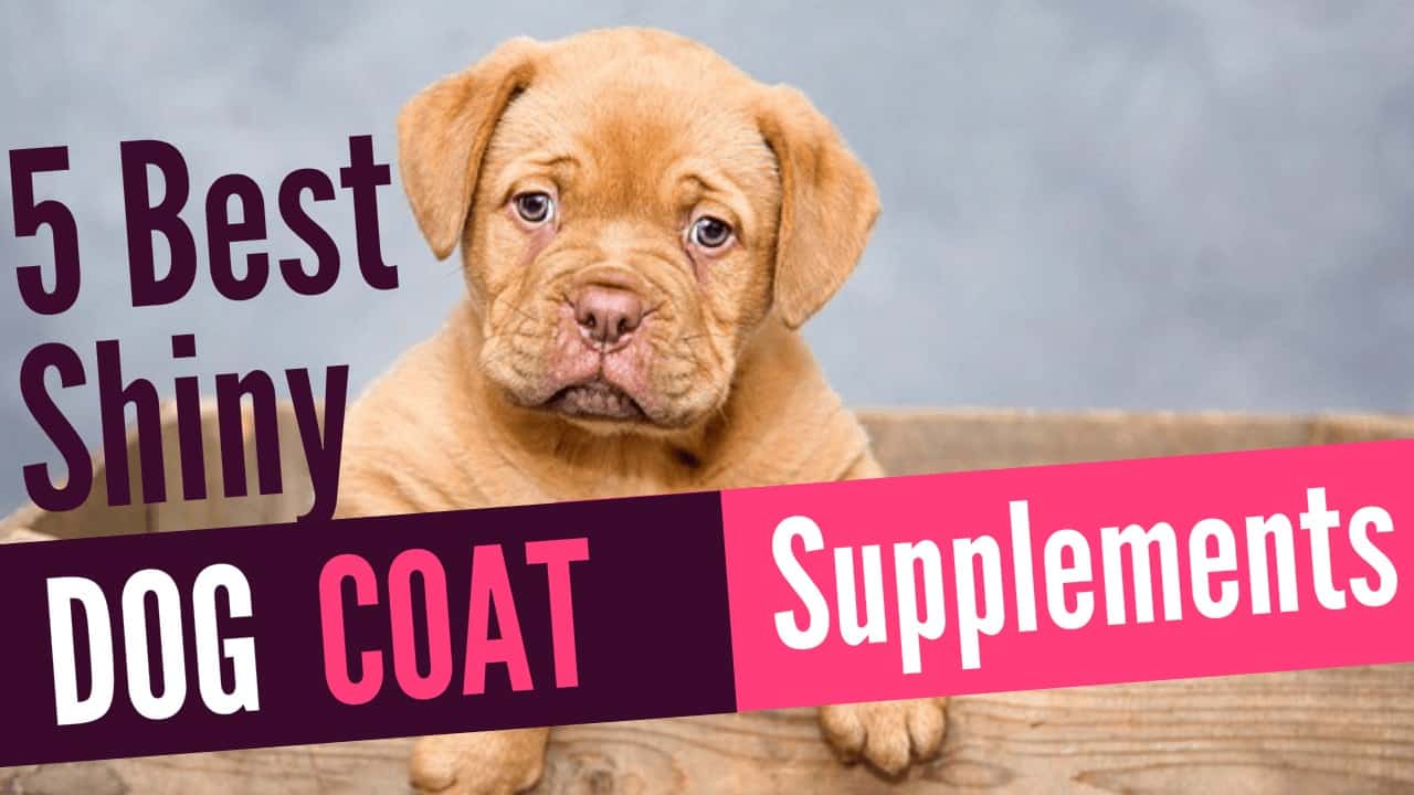 Shiny dog coat supplements Clearance