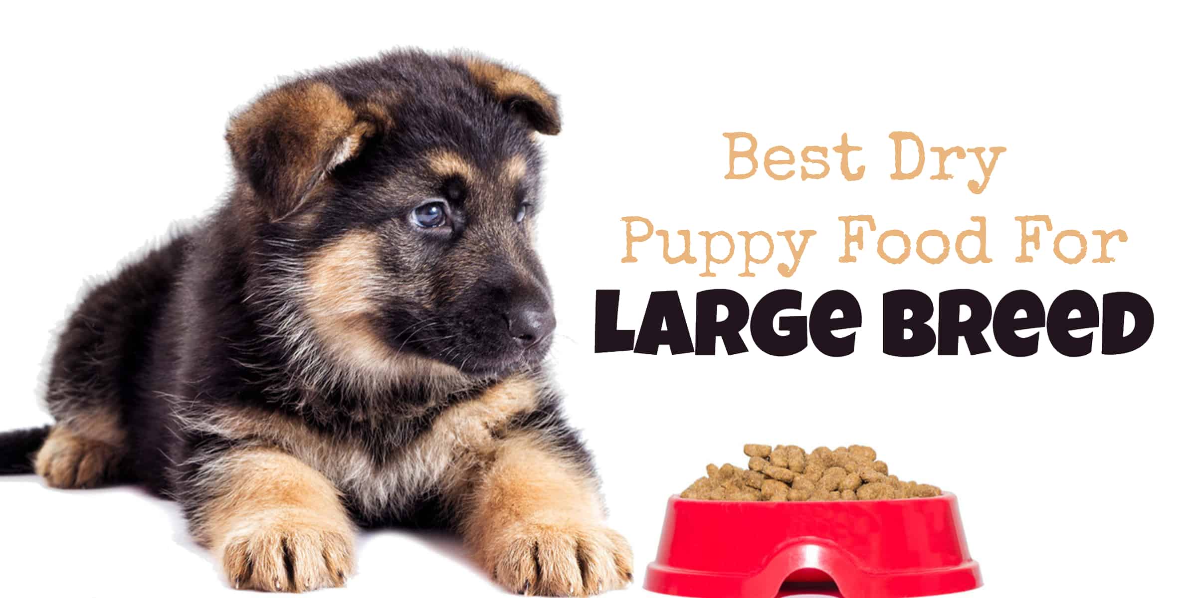 Best Dry Puppy Food For Large Breed www