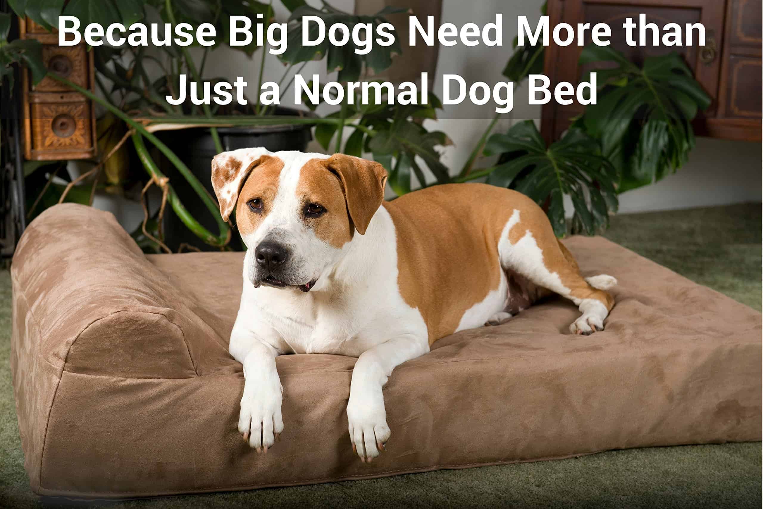 Best Orthopedic Dog Beds For All Size