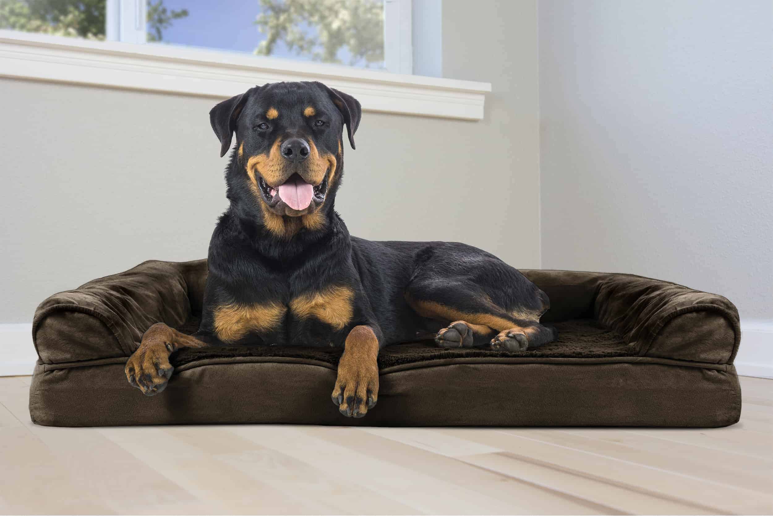 low-budget-orthopedic dog bed