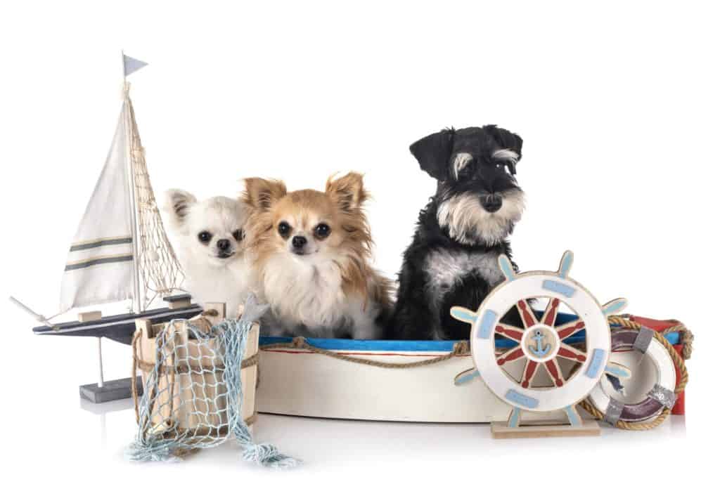 dogs on boats tips