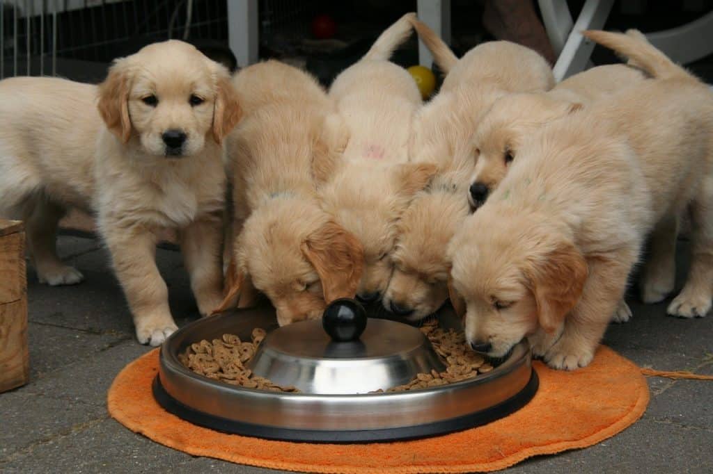 golden-retriever-puppy-eat -from-their-food-bowl